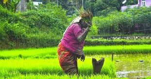 Ordinances to boost agriculture