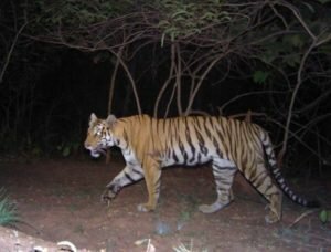 India’s Tiger Census sets a New Guinness-Record