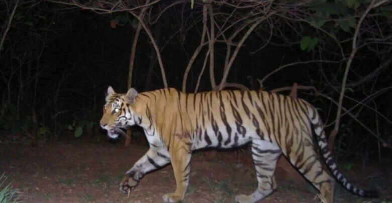 India’s Tiger Census sets a New Guinness-Record