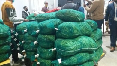 Green vegetables exported to Sharjah