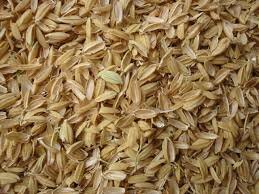 Eco-friendly and inexpensive adsorbent rice husk to help clean Ganga