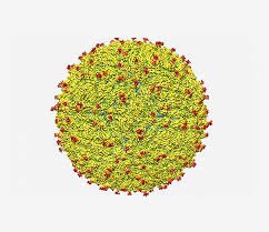 ZIKA-VIRUS-NS1 RESPONSIBLE FOR ENTRY IN BRAIN
