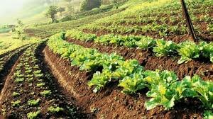 Growth of Organic Farming in India
