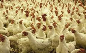 Status of Avian Influenza in the country